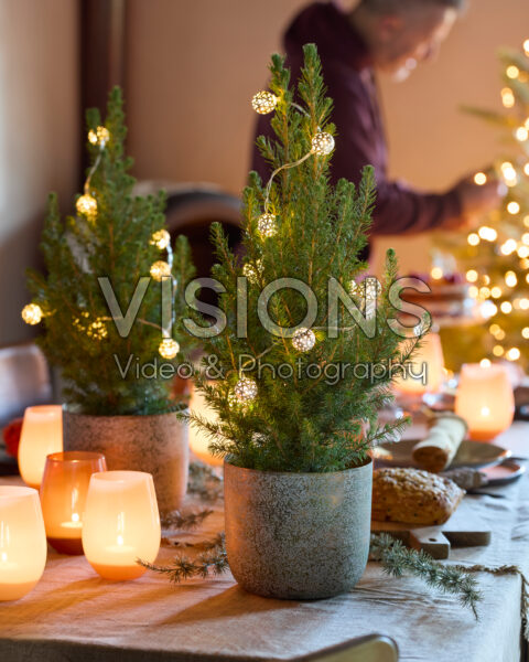 Picea glauca Conica