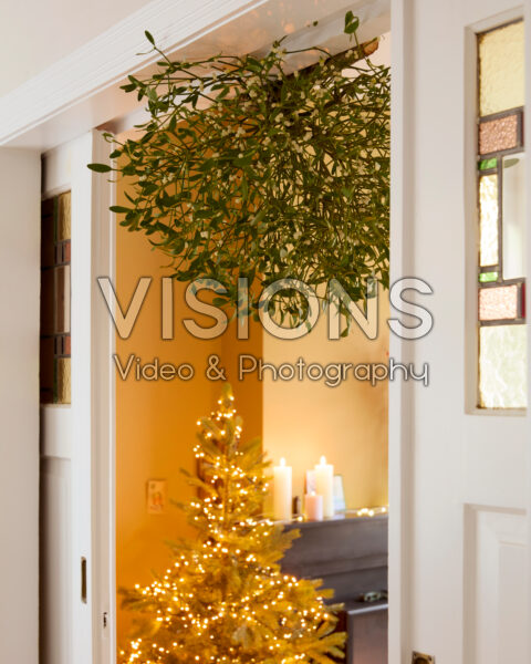 Mistletoe, Viscum album