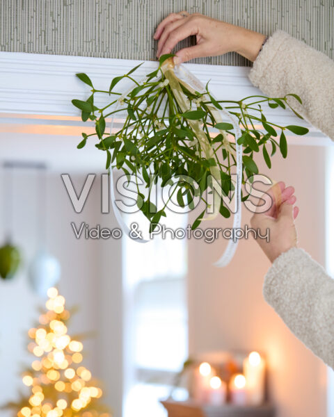 Mistletoe, Viscum album