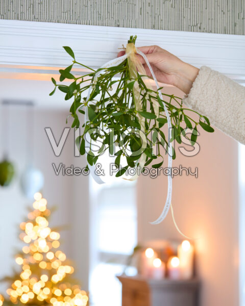 Mistletoe, Viscum album