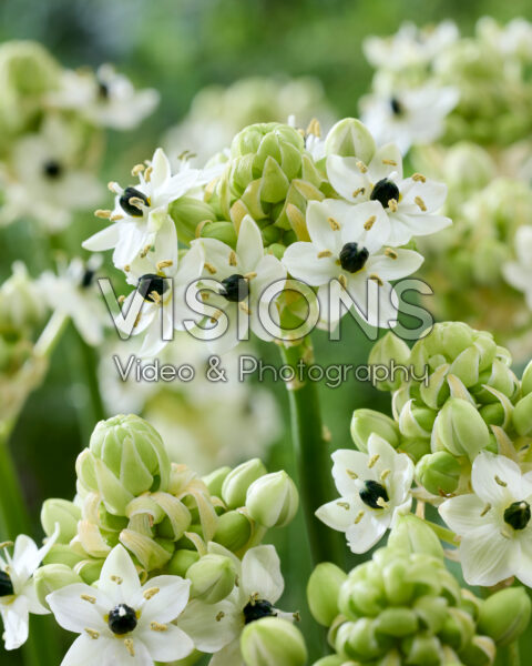 Ornithogalum saundersiae