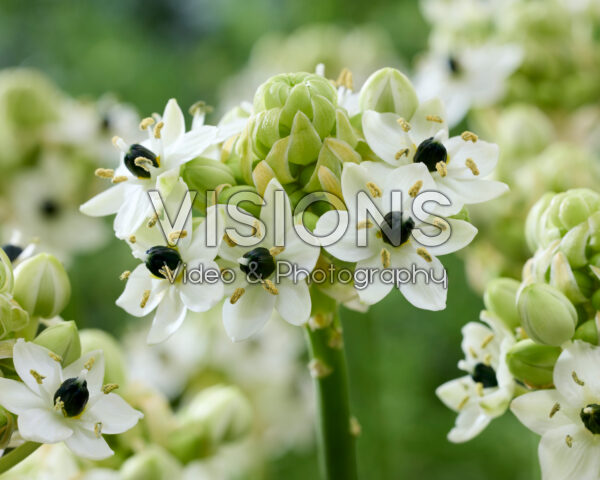 Ornithogalum saundersiae