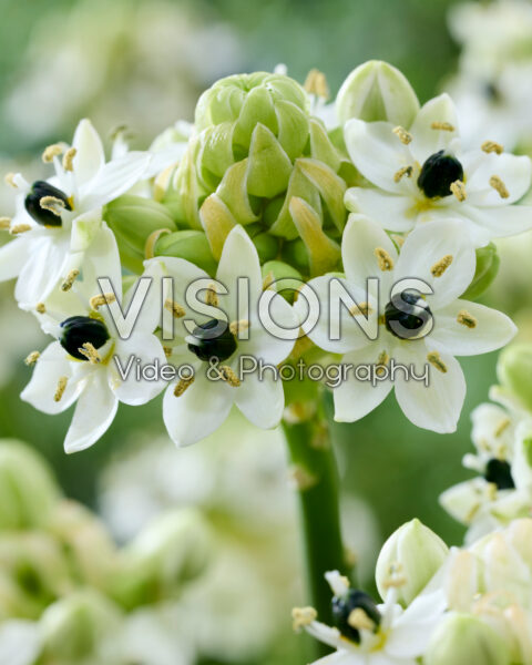 Ornithogalum saundersiae