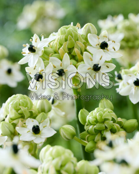 Ornithogalum saundersiae