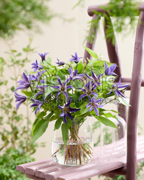 Clematis Amazing® Oslo