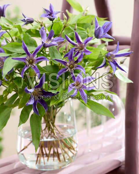 Clematis Amazing® Oslo
