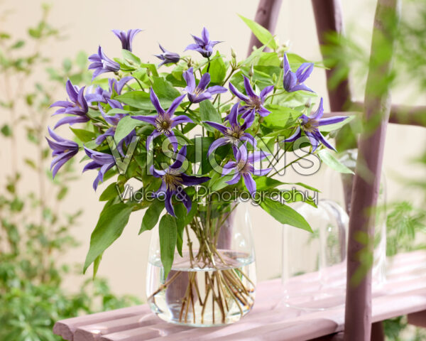 Clematis Amazing® Oslo