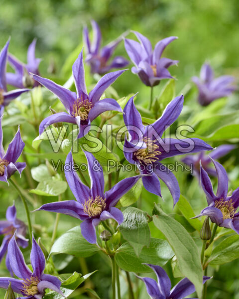 Clematis Amazing® Oslo