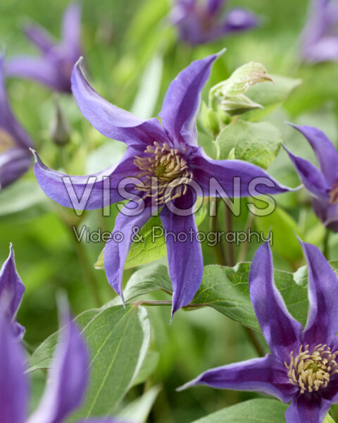 Clematis Amazing® Oslo
