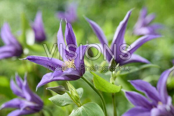 Clematis Amazing® Oslo