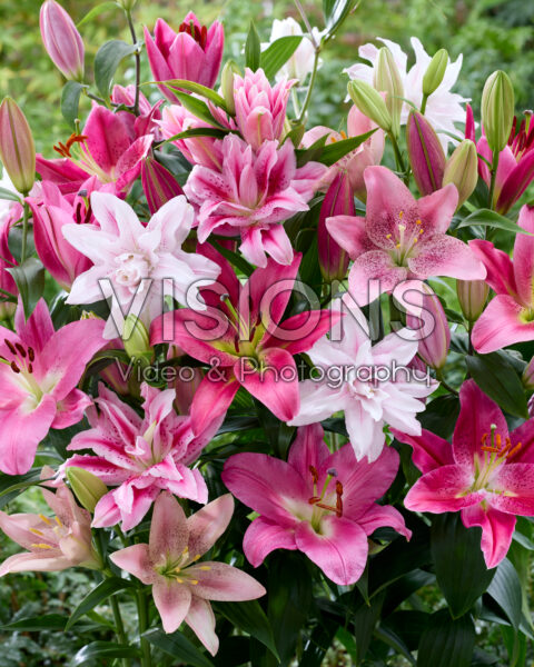 Lilium roze mix