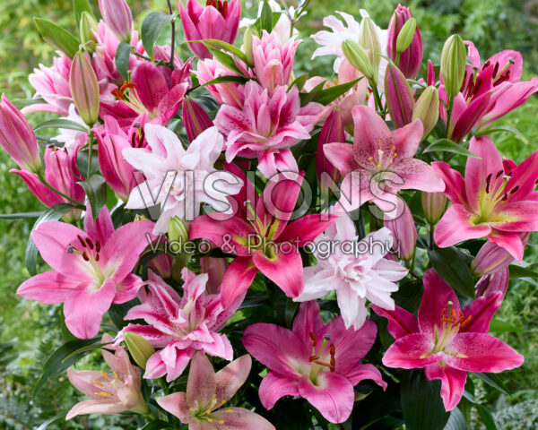 Lilium pink mix