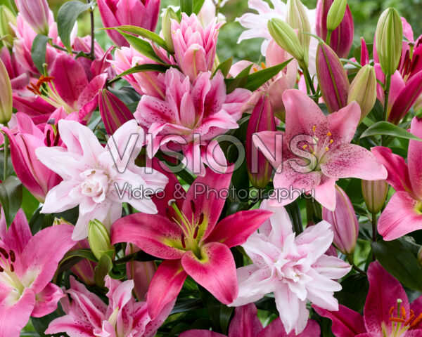 Lilium pink mix