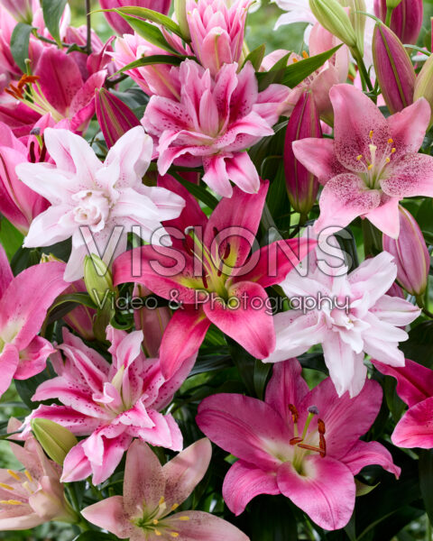Lilium roze mix