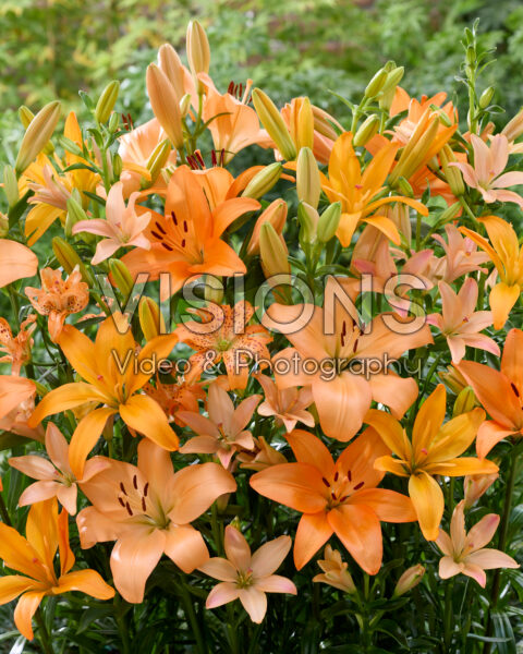 Lilium orange mix