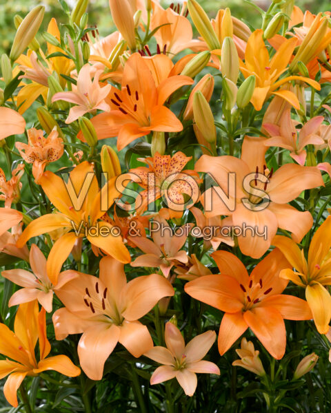 Lilium orange mix