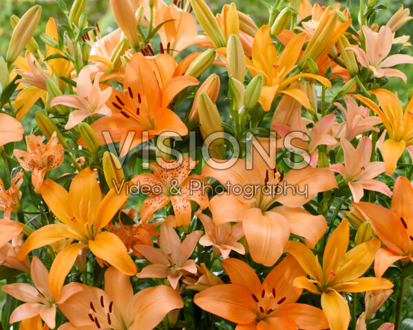 Lilium orange mix