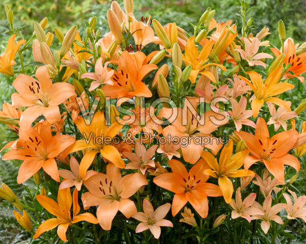 Lilium orange mix