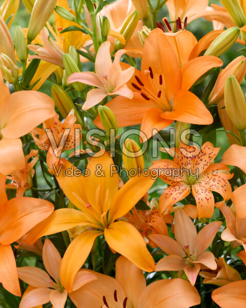 Lilium orange mix