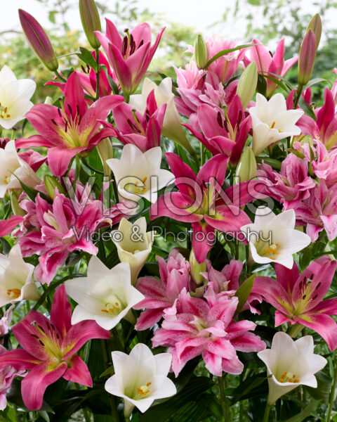 Lilium mix wit en roze