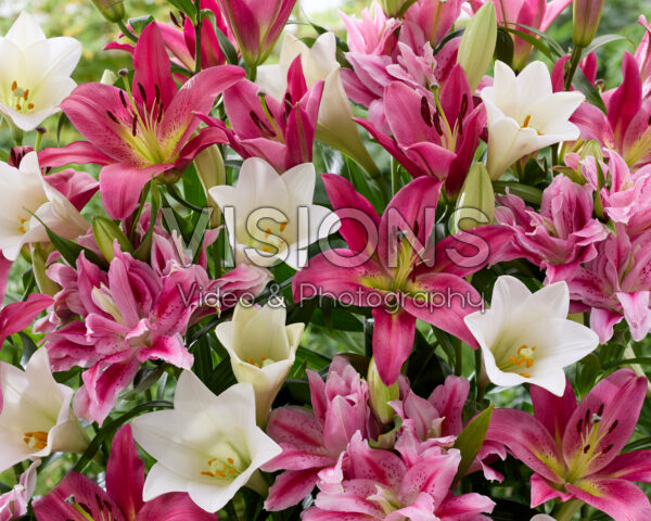 Lilium mixed white and pink