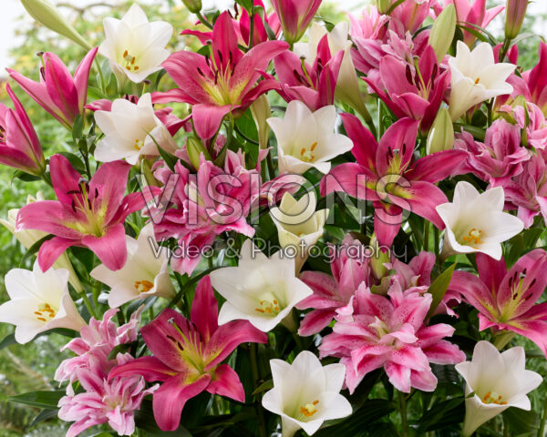 Lilium mix wit en roze