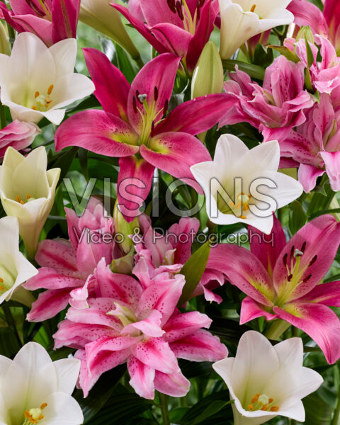Lilium mixed white and pink