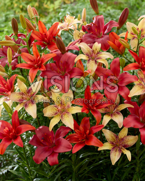Lilium mixed