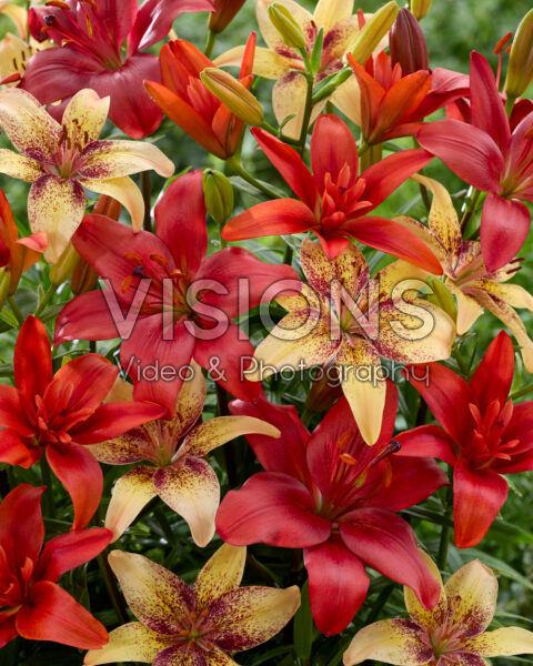 Lilium mixed