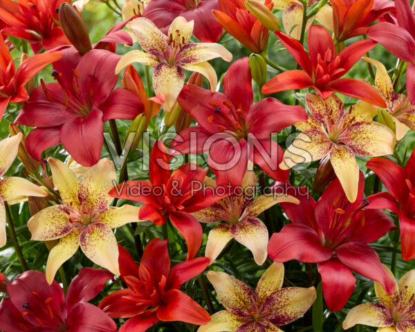 Lilium gemengd