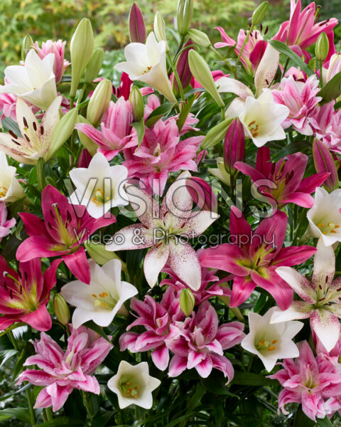 Lilium mix wit en roze