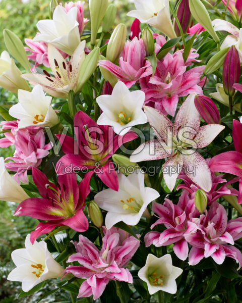 Lilium mixed white and pink