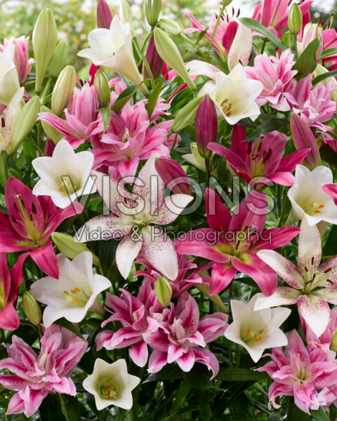 Lilium mix wit en roze Lilium mix wit en roze