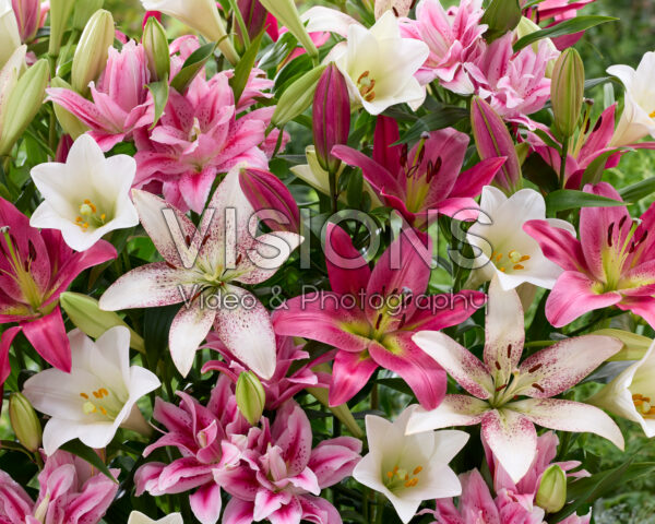 Lilium mix wit en roze