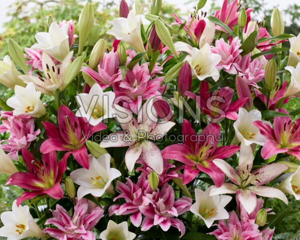 Lilium mixed white and pink