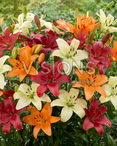 Lilium mixed