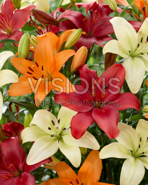 Lilium mixed