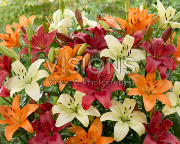 Lilium gemengd