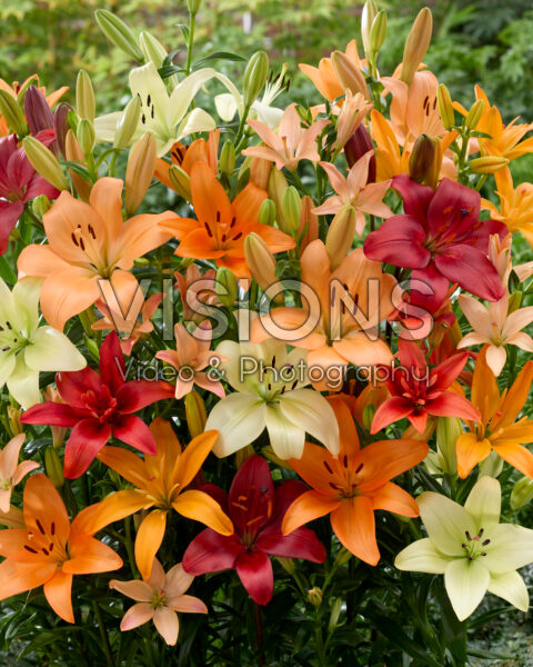 Lilium gemengd