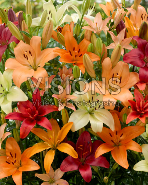 Lilium gemengd