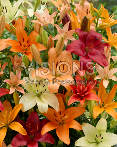 Lilium gemengd Lilium gemengd