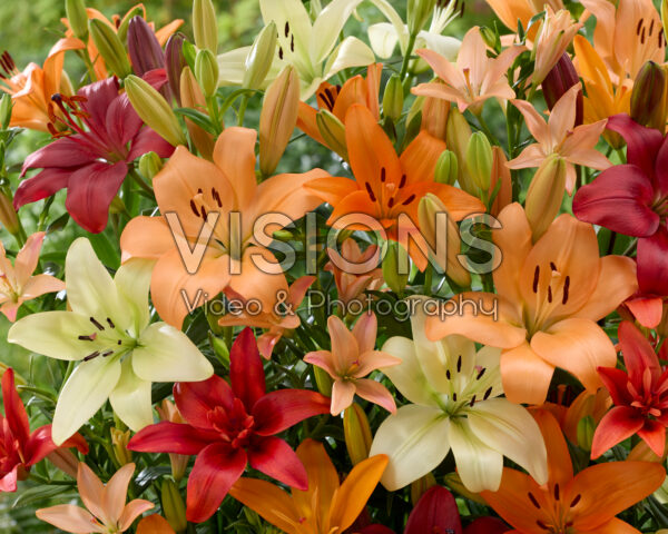 Lilium mixed Lilium mixed