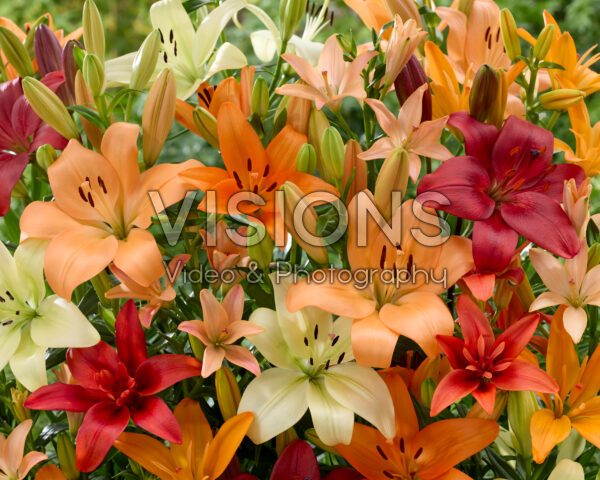 Lilium mixed