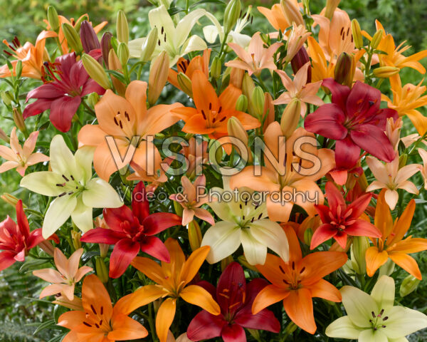 Lilium gemengd