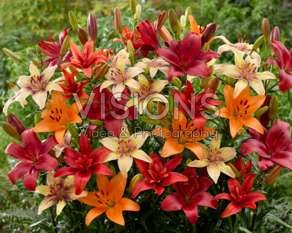 Lilium gemengd