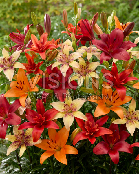 Lilium gemengd