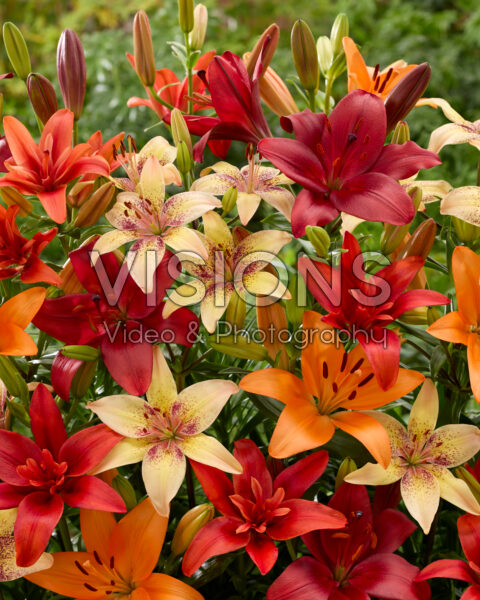 Lilium mixed