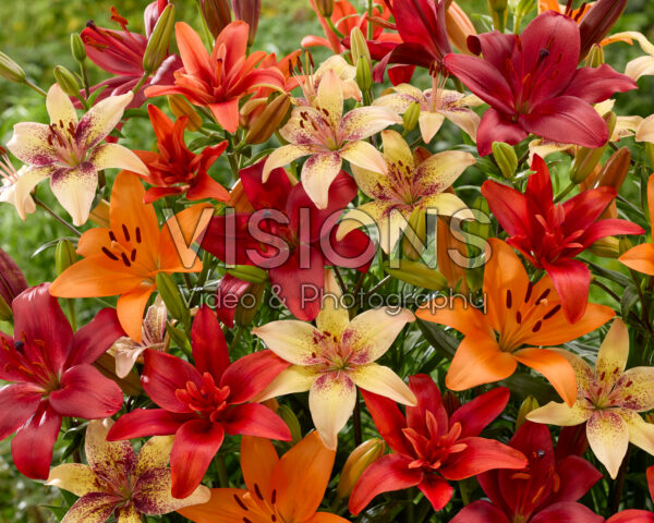 Lilium mixed