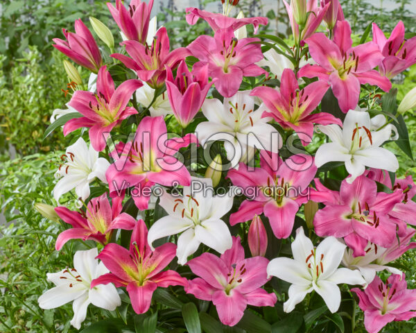Lilium OT Hybrid mix