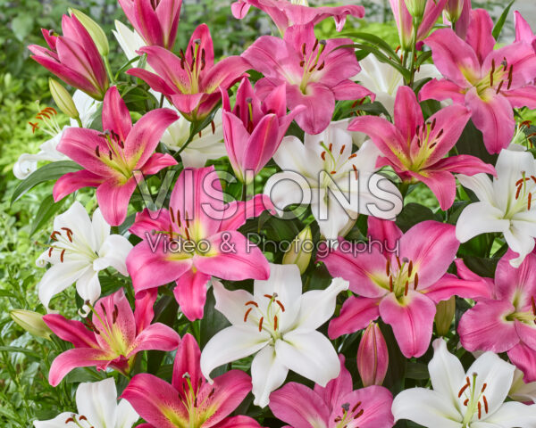 Lilium OT Hybrid mix